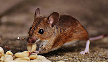24 Hour & Emergency Exterminators in North Menomonie, WI